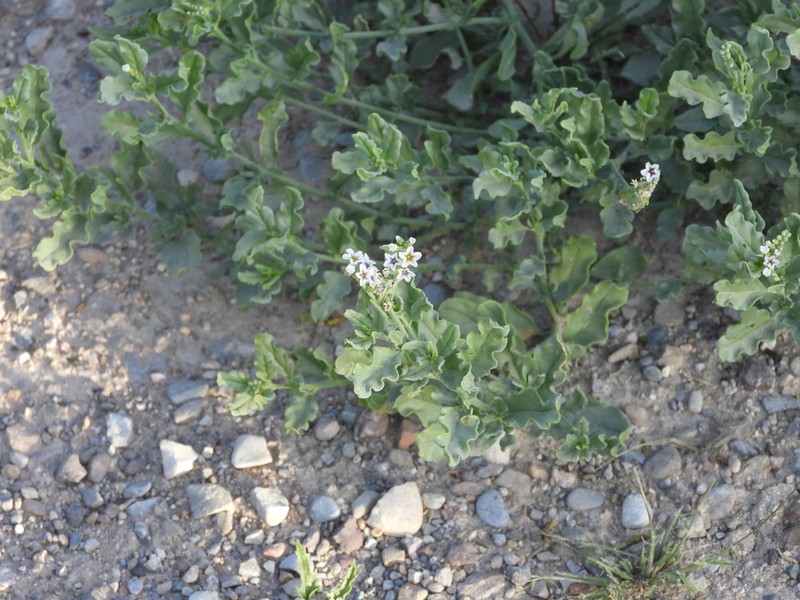 Soft Heliotrope