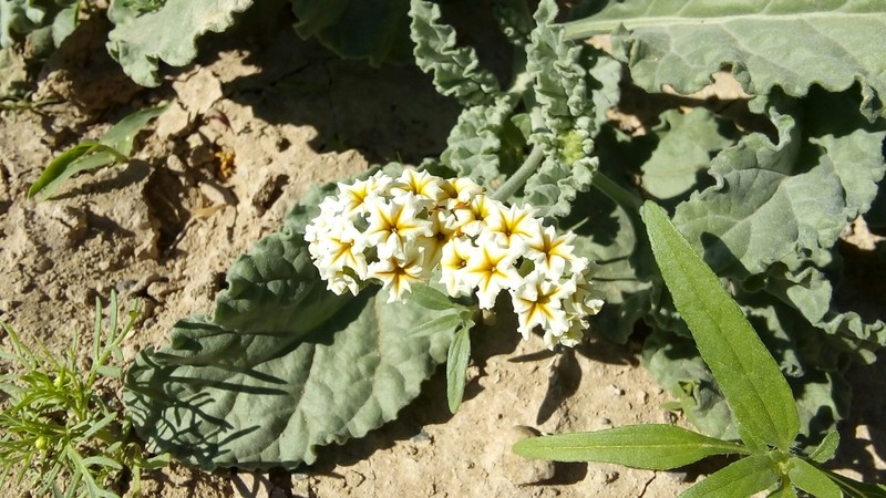 Soft Heliotrope photo 2