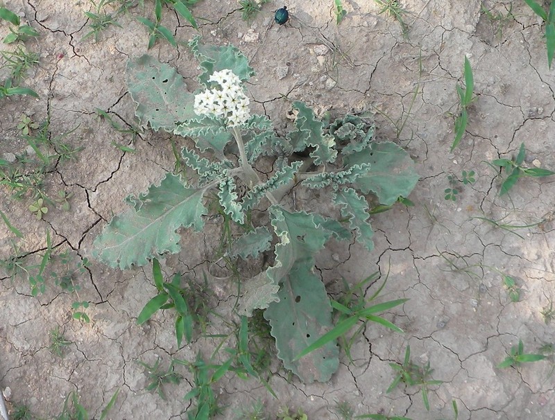 Soft Heliotrope photo 5