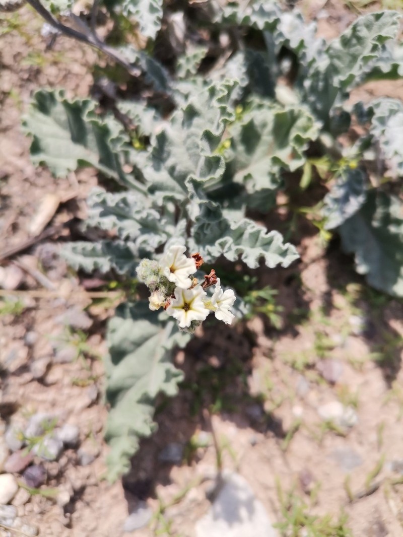 Soft Heliotrope photo 6