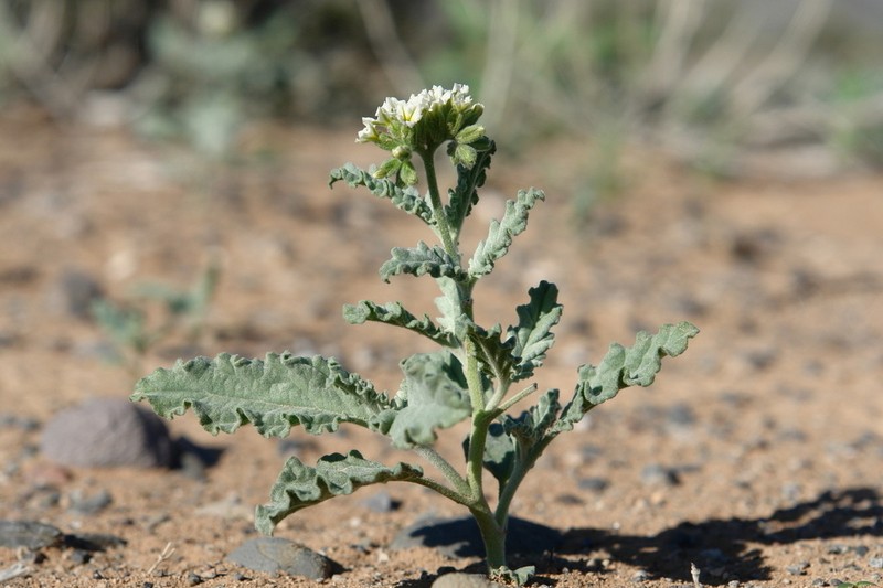 Soft Heliotrope photo 7