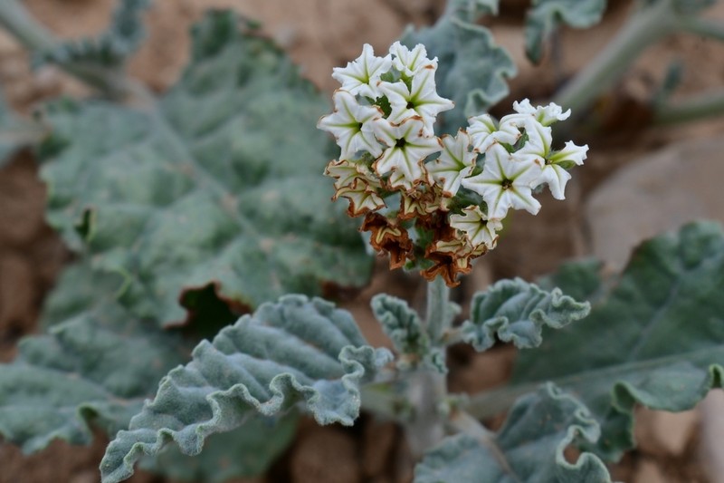 Soft Heliotrope photo 8