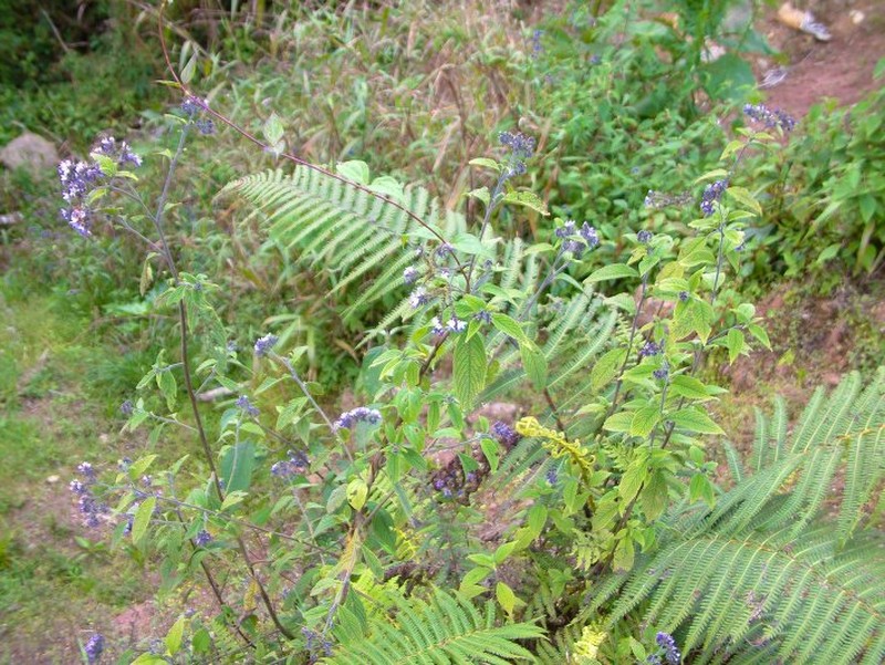 Heliotropium oxapampanum