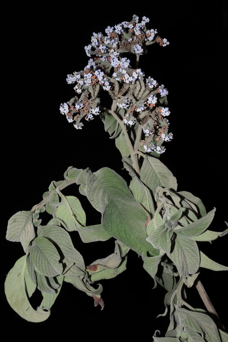 Heliotropium pamparomasense