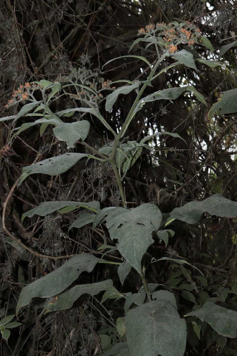 Heliotropium pamparomasense photo 2