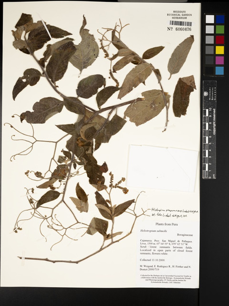 Heliotropium pamparomasense photo 3