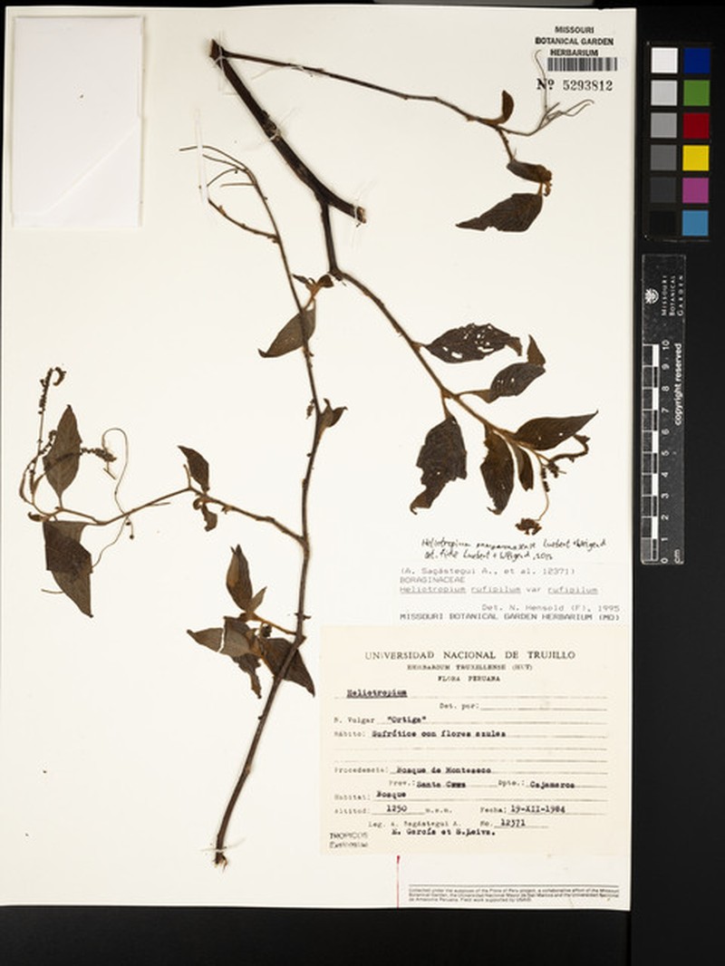 Heliotropium pamparomasense photo 4
