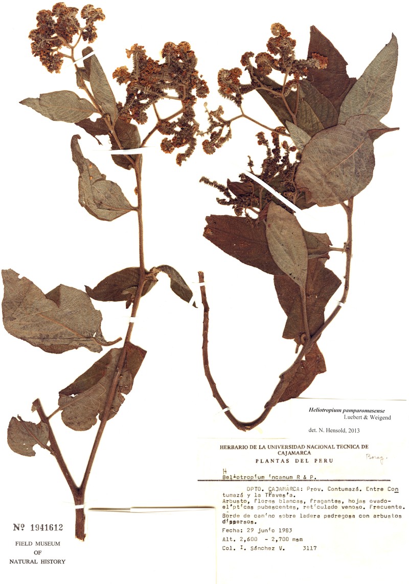 Heliotropium pamparomasense photo 5