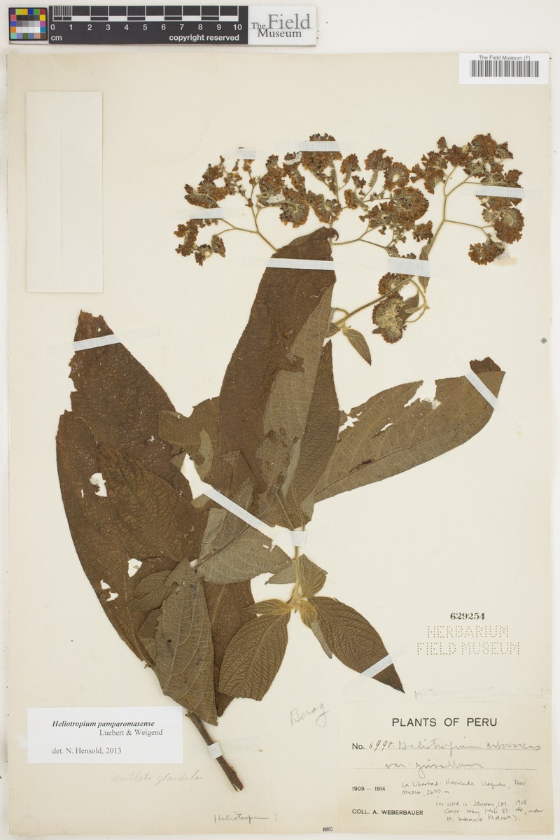 Heliotropium pamparomasense photo 6