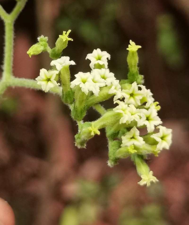 Heliotropium petiolare