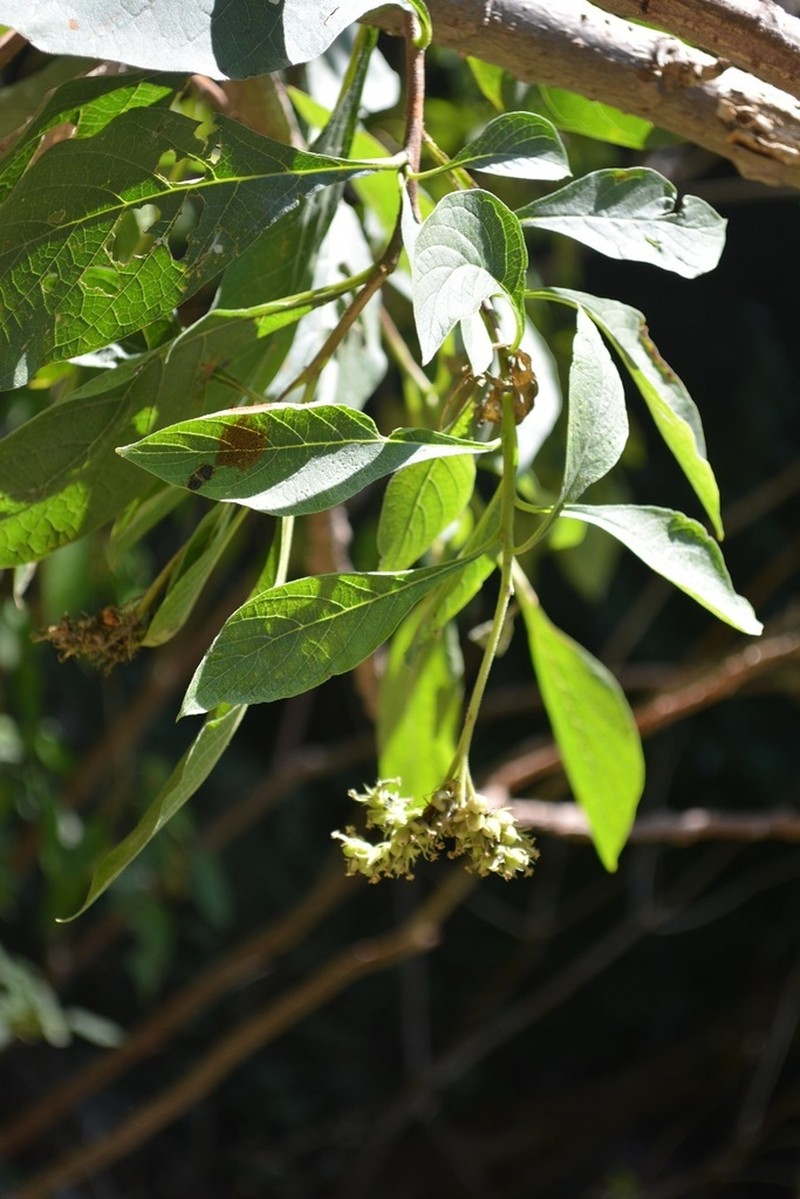 Heliotropium petiolare photo 2