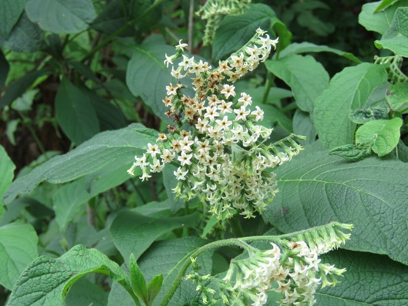 Heliotropium petiolare photo 3
