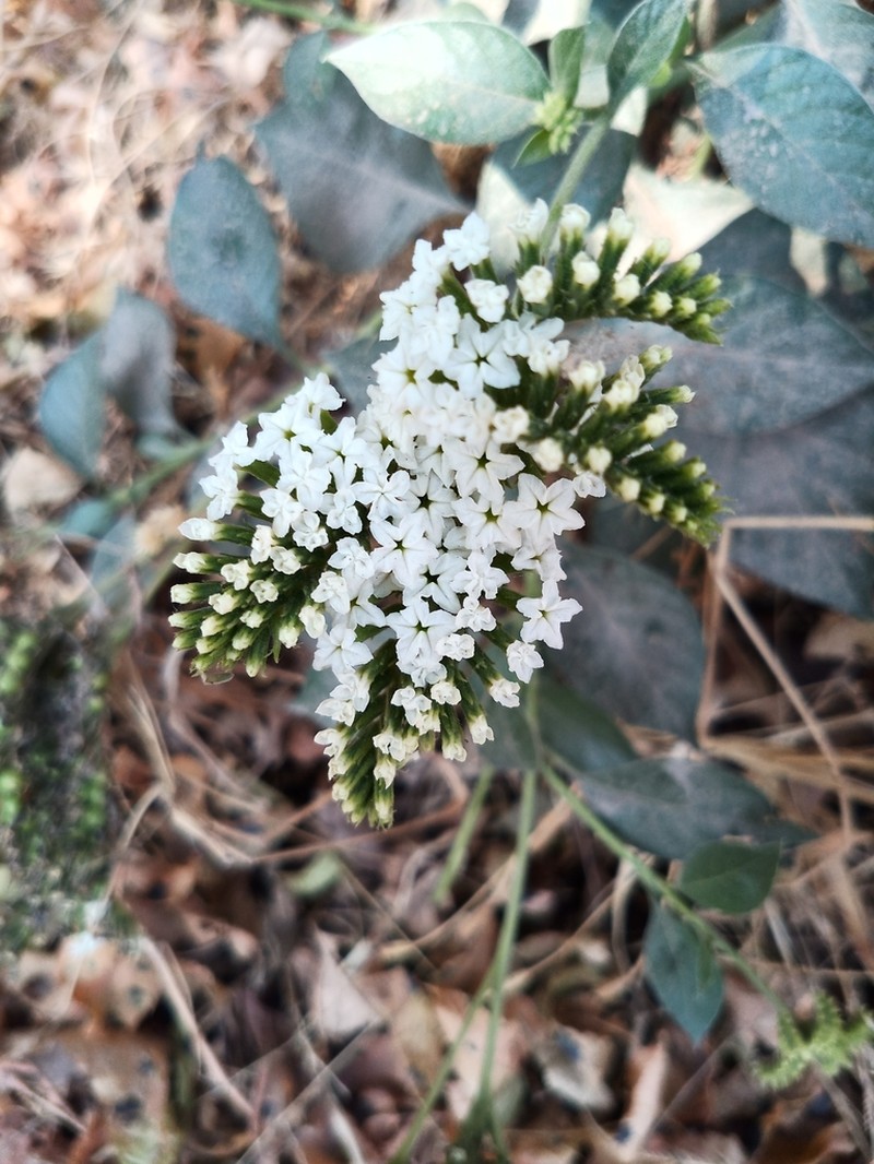 Heliotropium petiolare photo 4