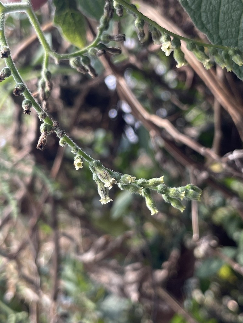 Heliotropium petiolare photo 6