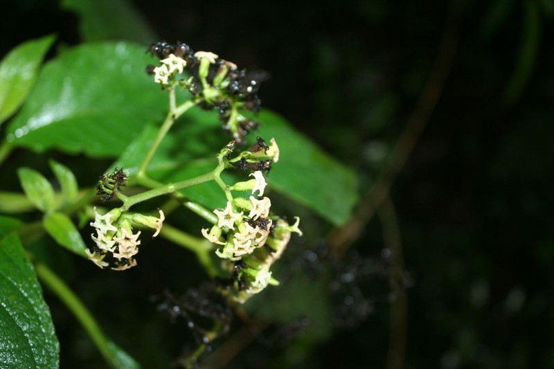 Heliotropium petiolare photo 8
