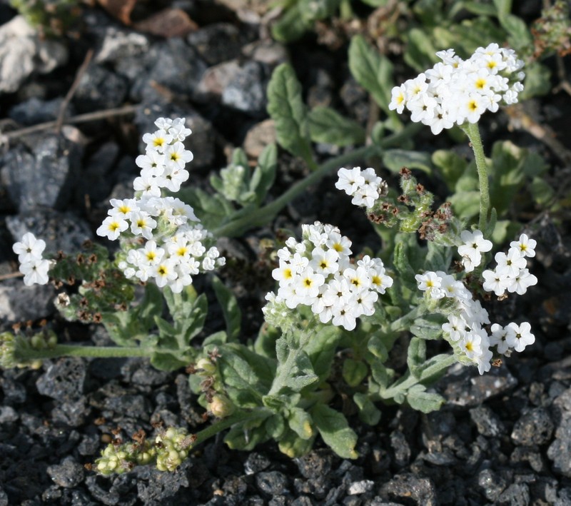 Wavy Heliotrope photo 4