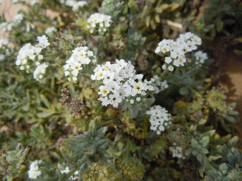 Wavy Heliotrope photo 5