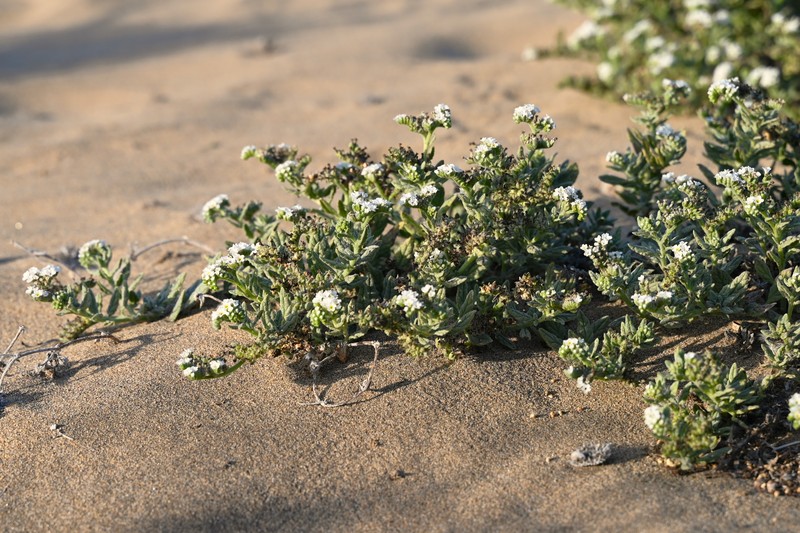 Wavy Heliotrope photo 2