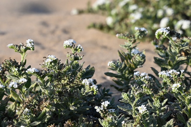 Wavy Heliotrope photo 3