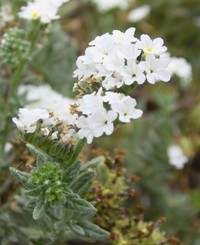 Wavy Heliotrope