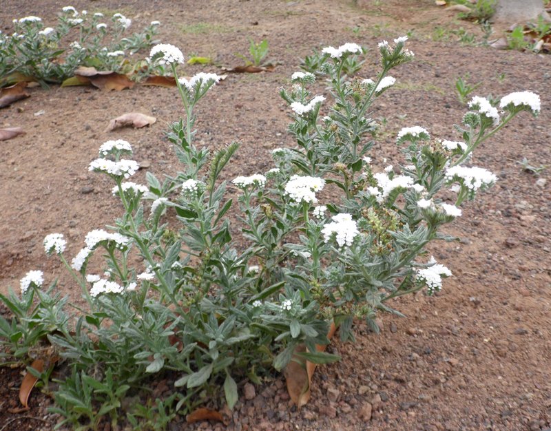 Wavy Heliotrope photo 6