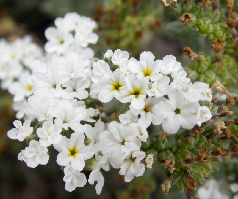 Wavy Heliotrope photo 7