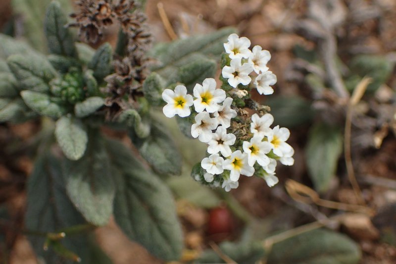 Wavy Heliotrope photo 8
