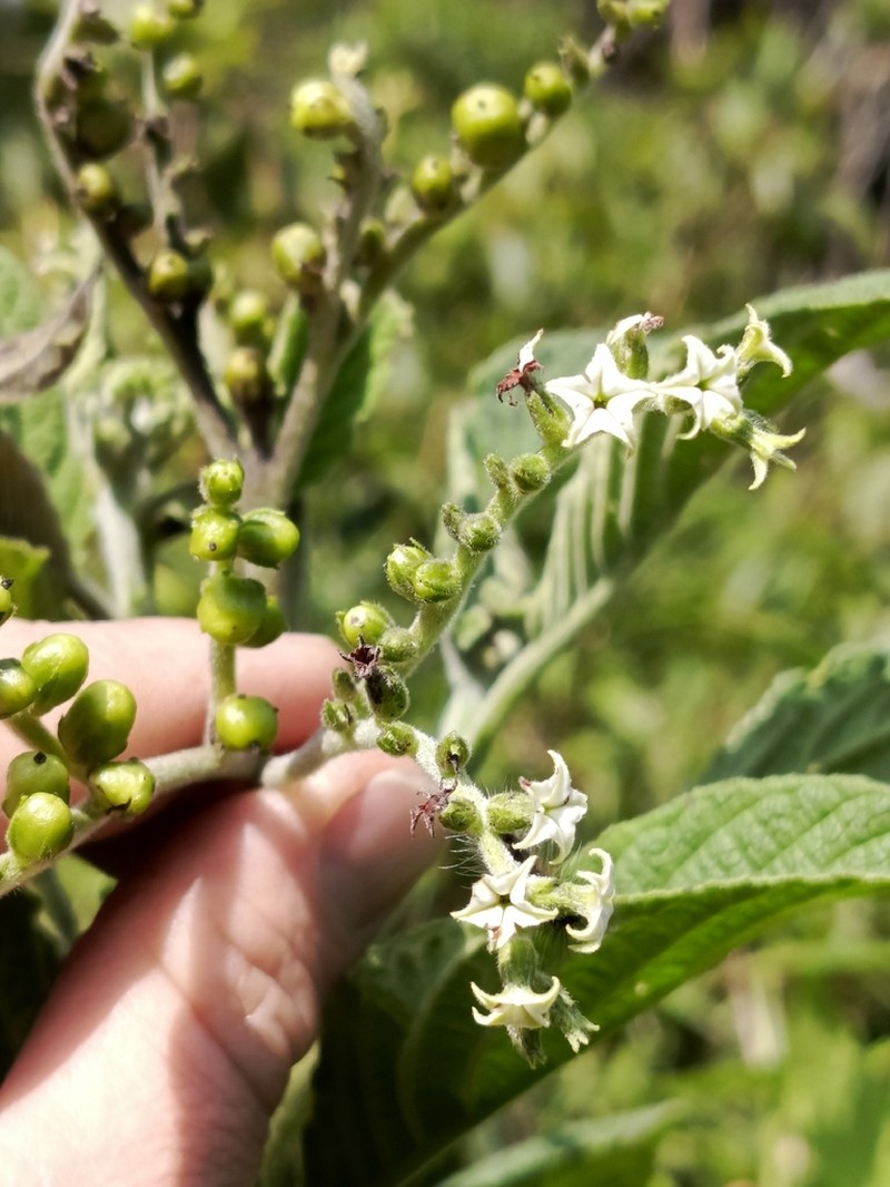 Heliotropium rollotii
