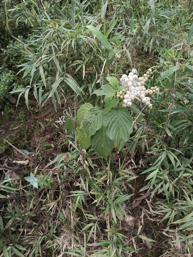 Heliotropium rollotii photo 2