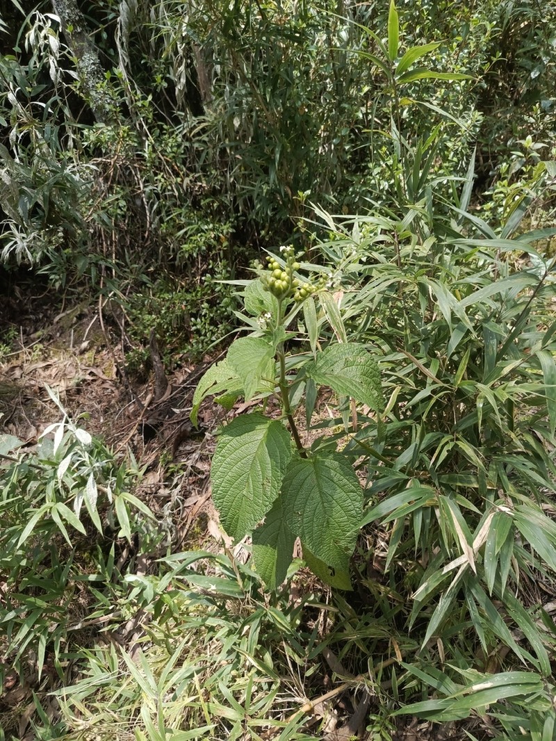 Heliotropium rollotii photo 3