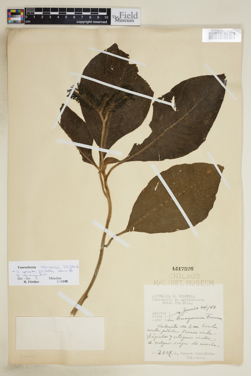 Heliotropium romeroi