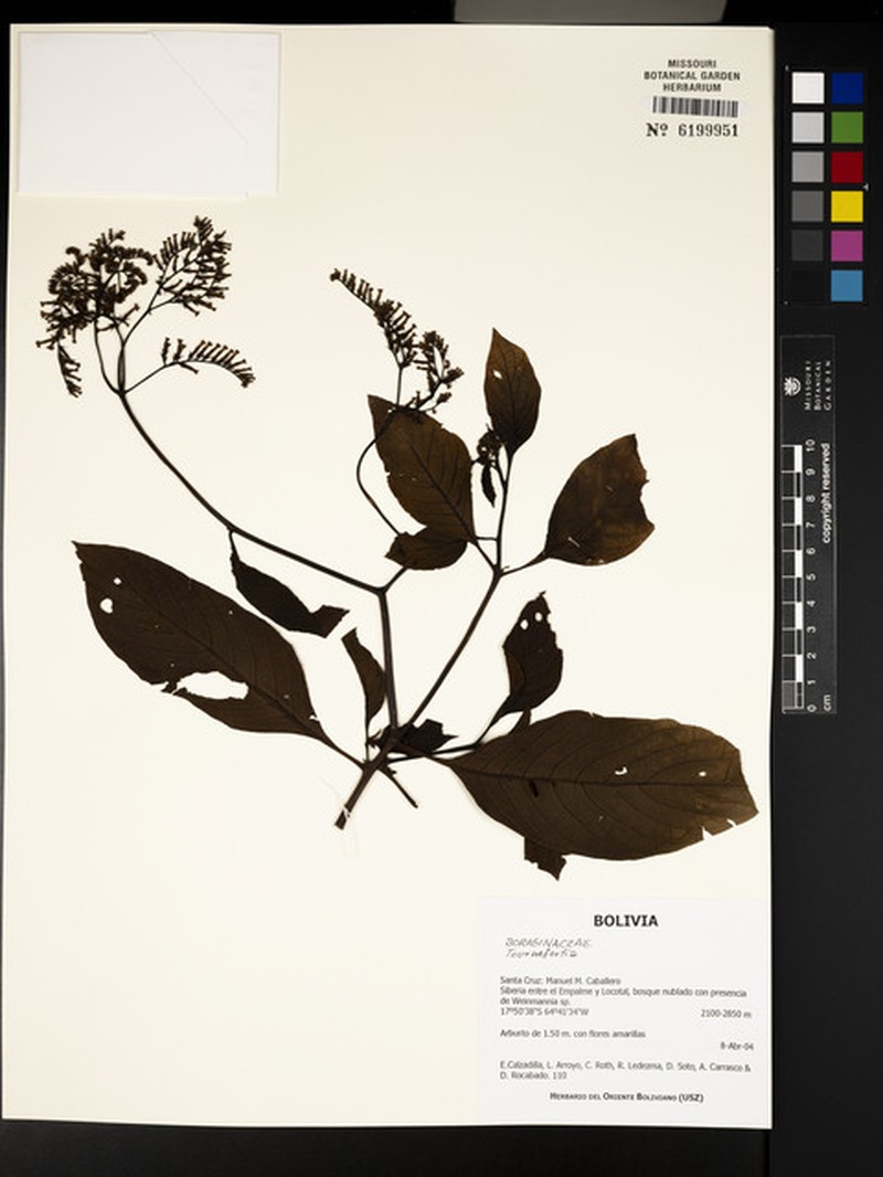 Heliotropium rusbyi
