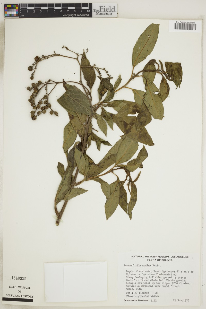 Heliotropium rusbyi photo 2
