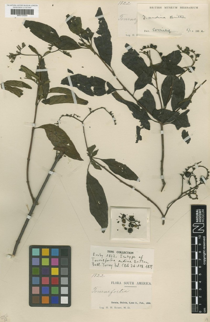 Heliotropium rusbyi photo 3