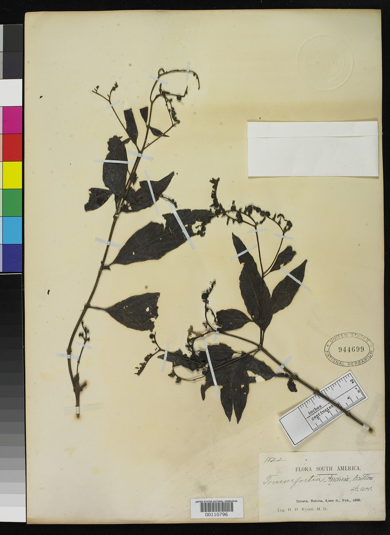 Heliotropium rusbyi photo 4