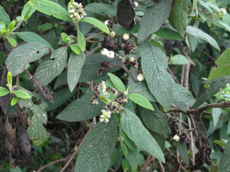 Heliotropium scabridum photo 2