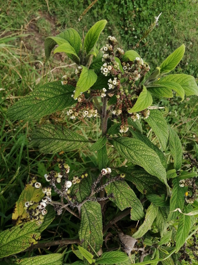 Heliotropium scabridum photo 3