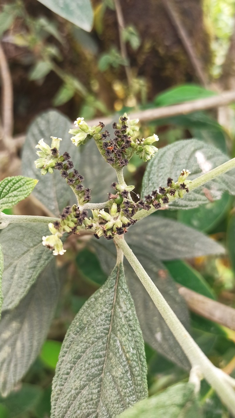 Heliotropium scabridum photo 4