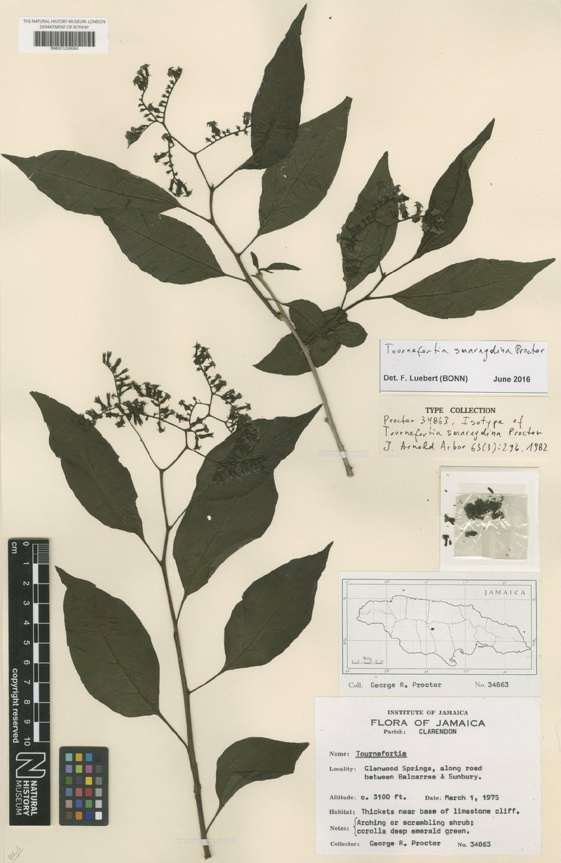 Heliotropium smaragdinum