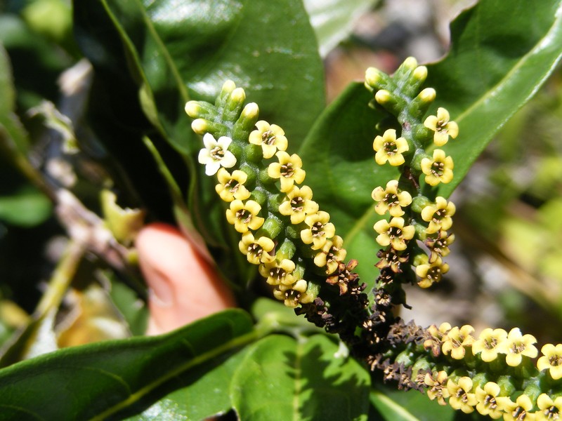 Heliotropium stamineum
