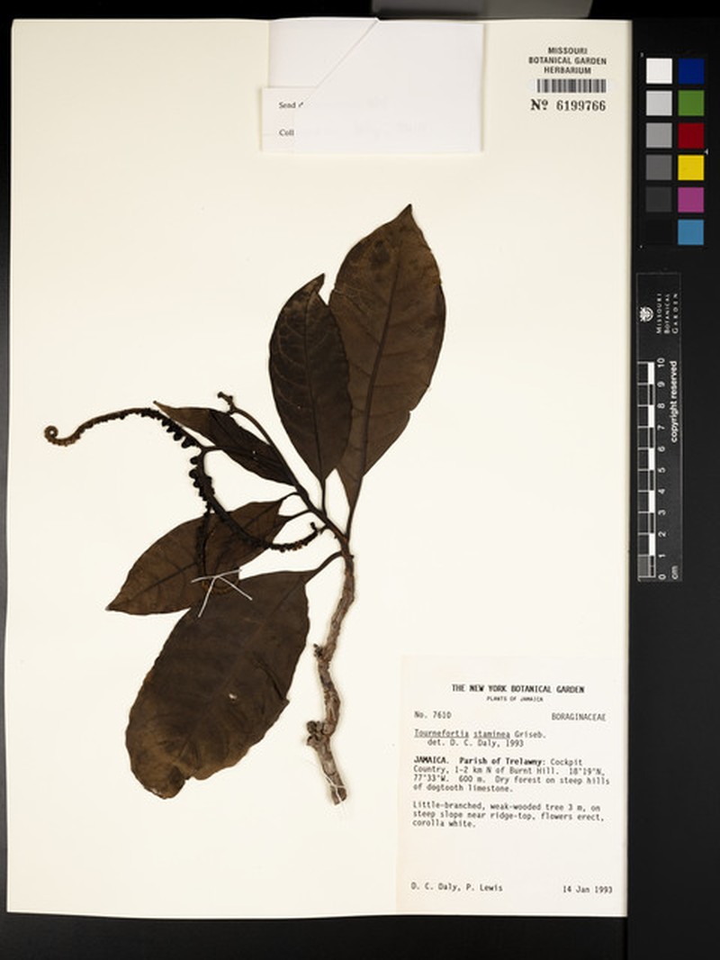 Heliotropium stamineum photo 2
