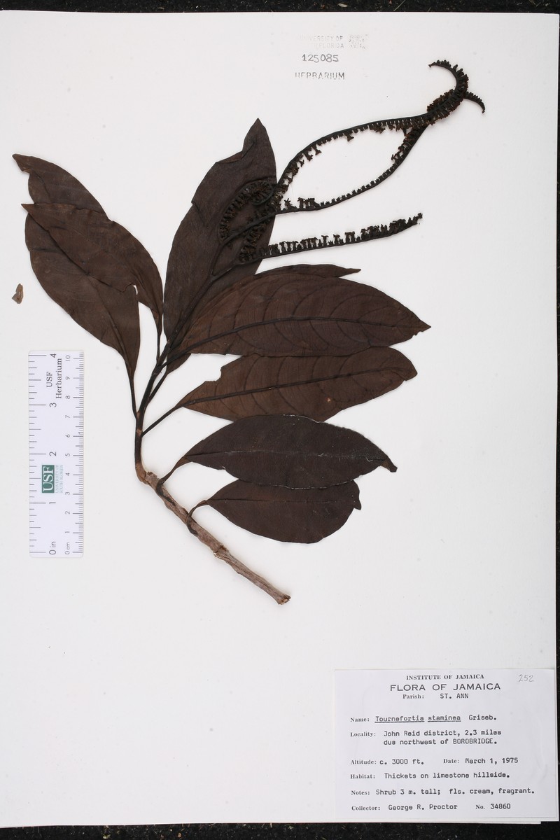 Heliotropium stamineum photo 3