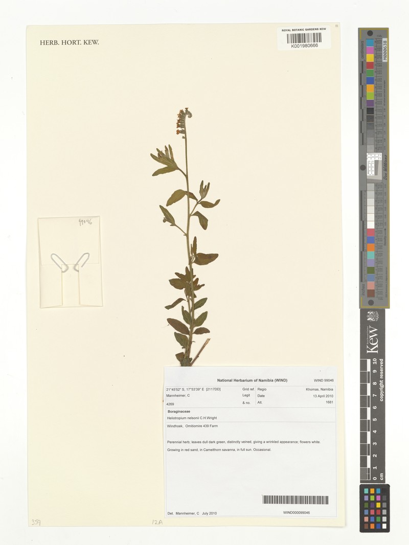 Heliotropium steudneri subsp. steudneri