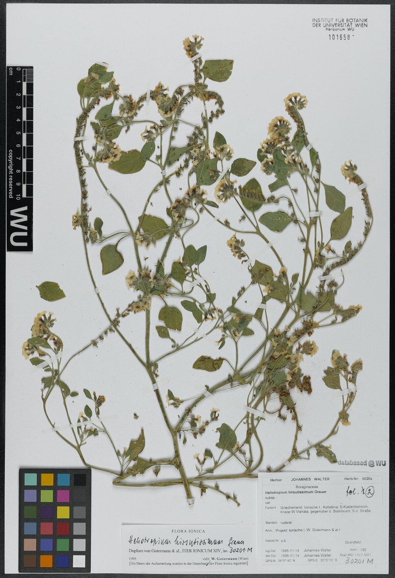 Heliotropium steudneri subsp. steudneri photo 2