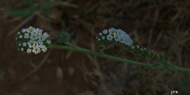 Dwarf Heliotrope photo 4
