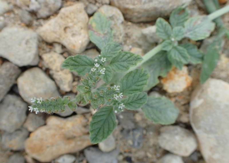 Dwarf Heliotrope photo 3