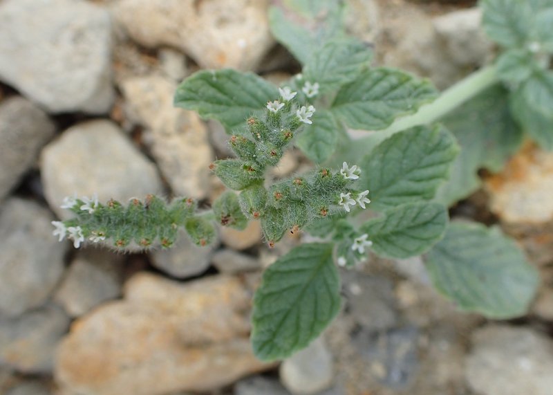 Dwarf Heliotrope photo 5