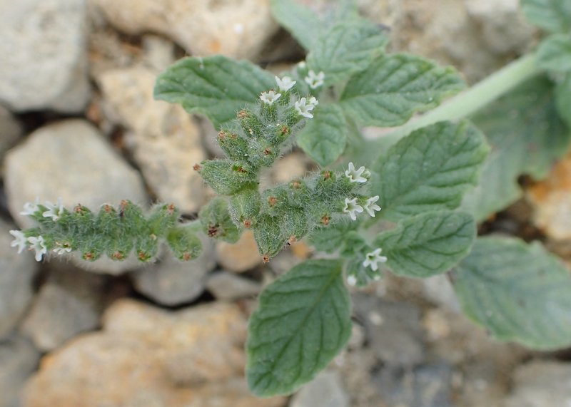 Dwarf Heliotrope photo 6