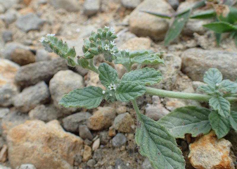 Dwarf Heliotrope photo 7