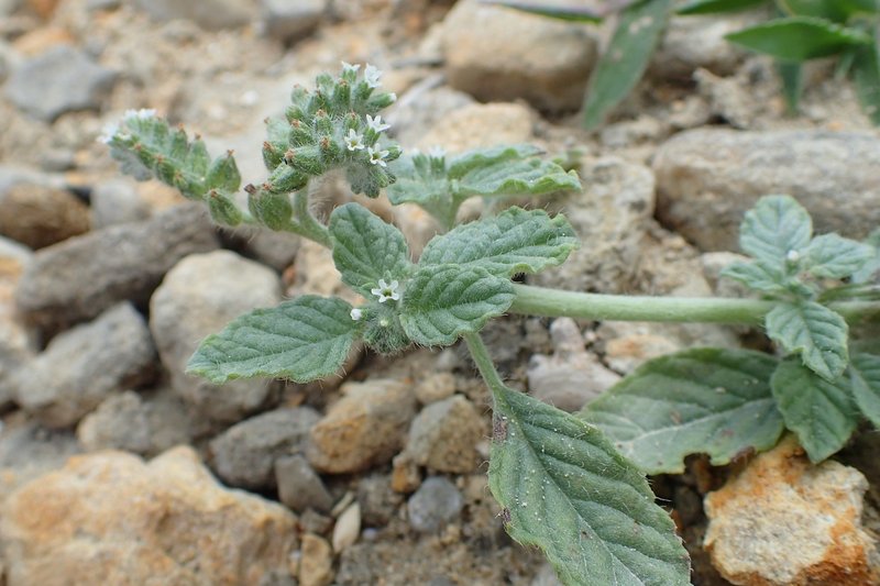 Dwarf Heliotrope photo 8